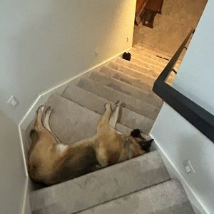 Meet your Posher, Jackson